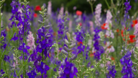Purple and Red Flowers
