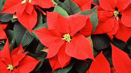 Red Poinsettia Flowers