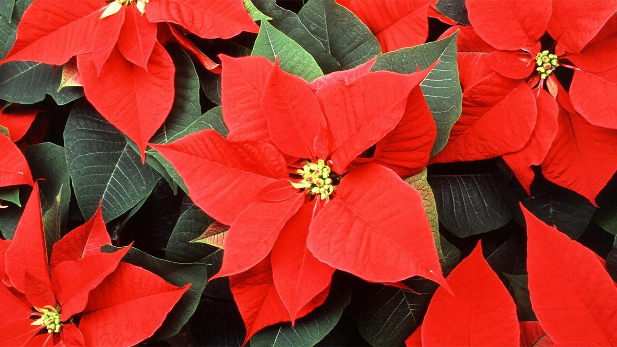 Red Poinsettia Flowers