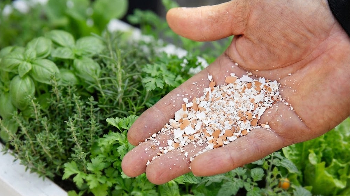 Crushed eggshells ready to be applied to the garden
