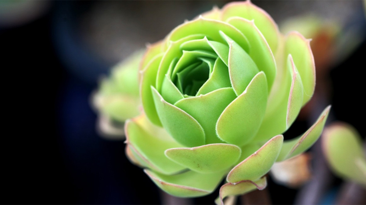 Rose Succulent